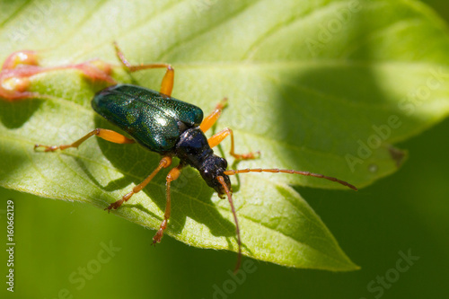 Metallic Green Flower Longhorn Beetle (Gaurotes cyanipennis) © moneycue_canada