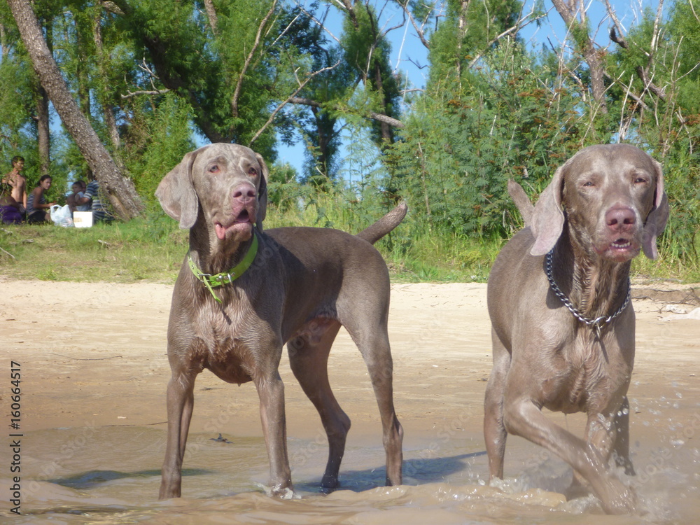 perros de raza Weimaraner en el rio Parana