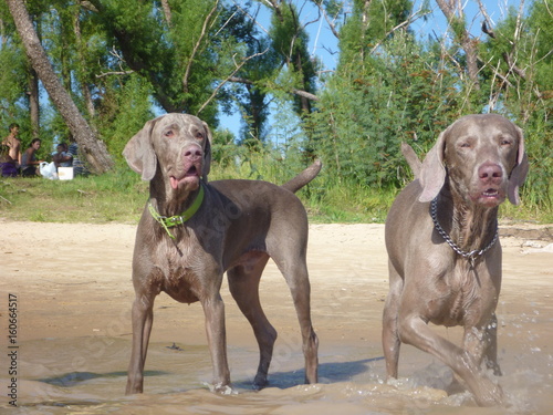 perros de raza Weimaraner en el rio Parana photo