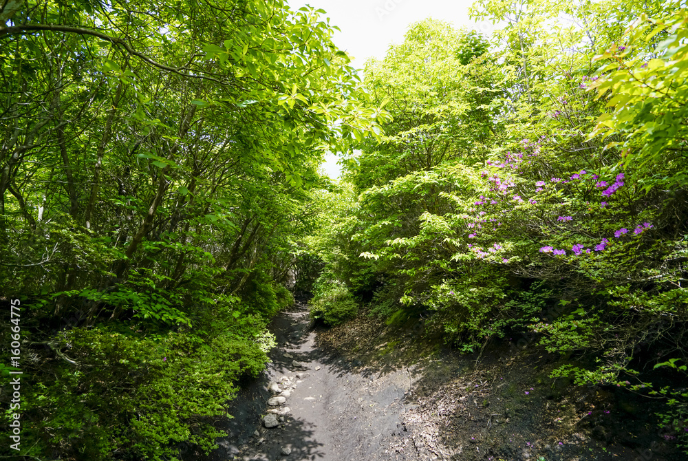 Fototapeta premium 雨が池 ミヤマキリシマ