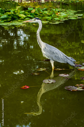 Wild heron photo