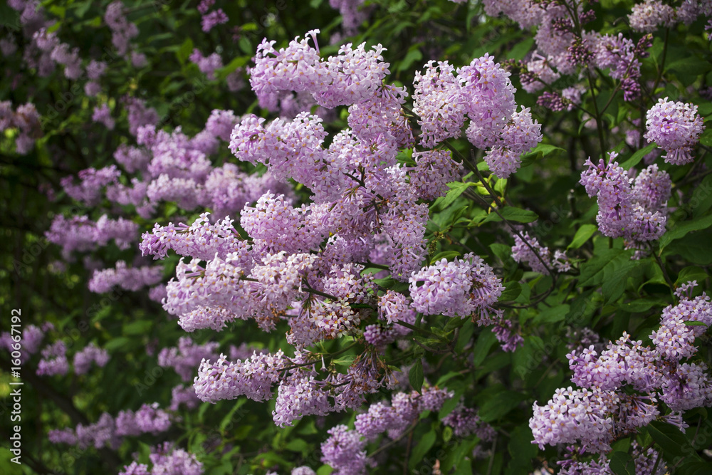 Branch of a pink lilac close-up against a background of green and pink bushes