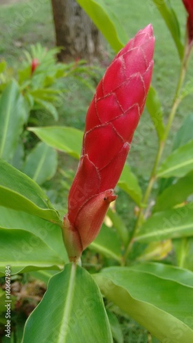 Flor roja cerrada 
