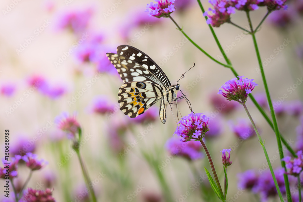 Beautiful Butterfly on Colorful Flower Beautiful Butterfly on Colorful Flower