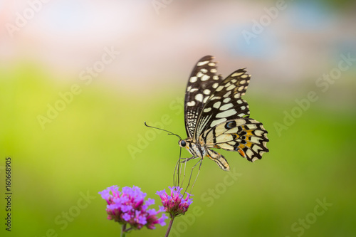 Beautiful Butterfly on Colorful Flower