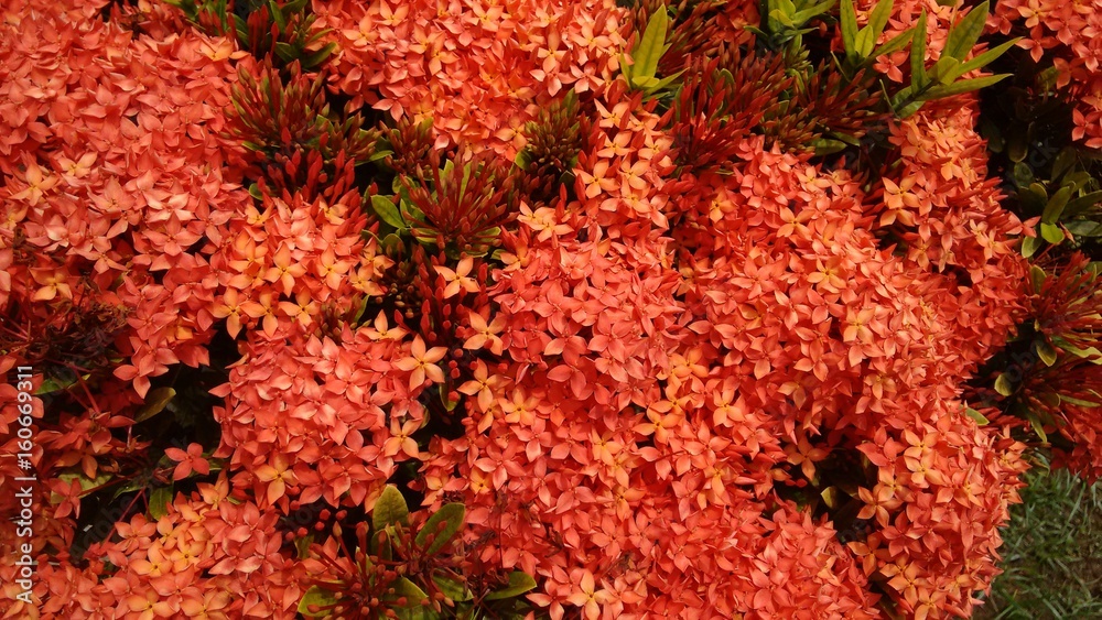 Flores rojas agrupadas Flores rojas agrupadas