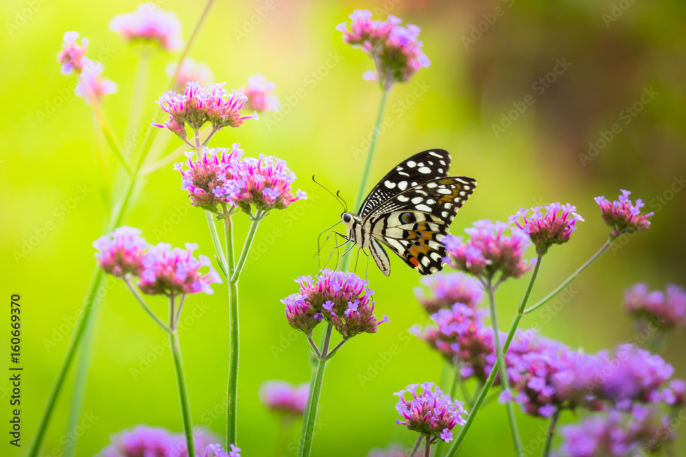 Beautiful Butterfly on Colorful Flower