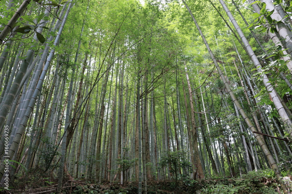 Naklejka premium 竹林と木々 高知市深谷