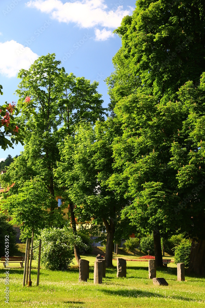 Green Park with trees and grass