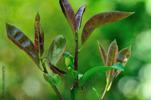 chinese tea roadleaf Holly leaf in growth at garden
