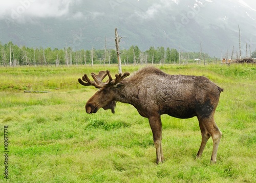 Fototapeta Naklejka Na Ścianę i Meble -  A bull moose with antlers in the grass in Alaska