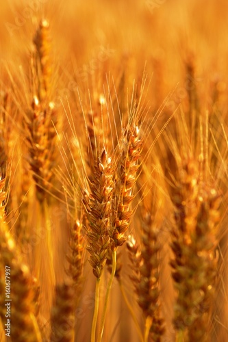 Glowing wheat in golden color
