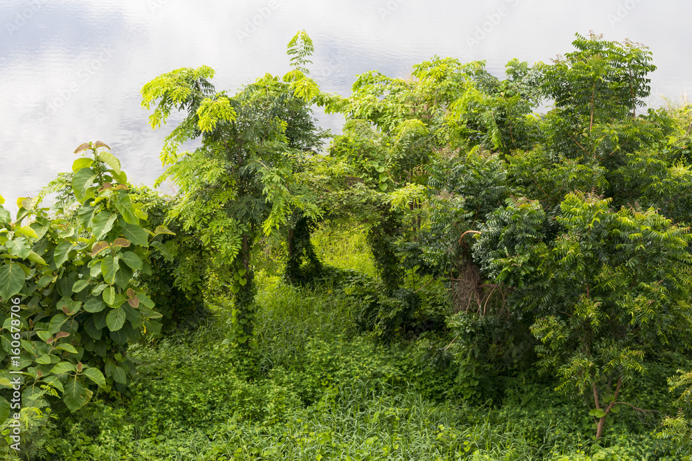 Fototapeta premium Tree top with water reflecting clouds.