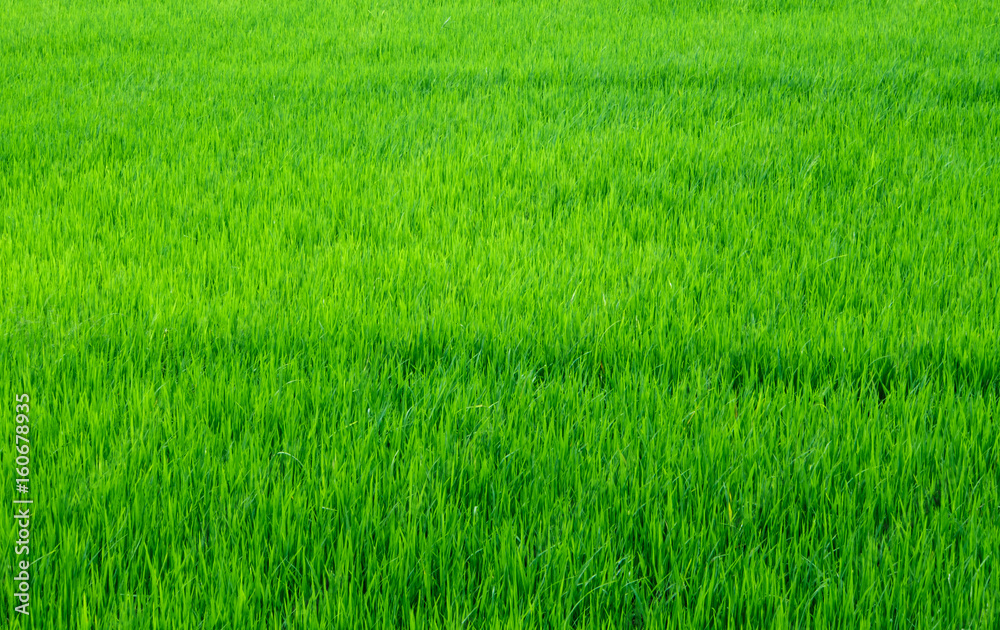 Rice field scenery in thailand, green background