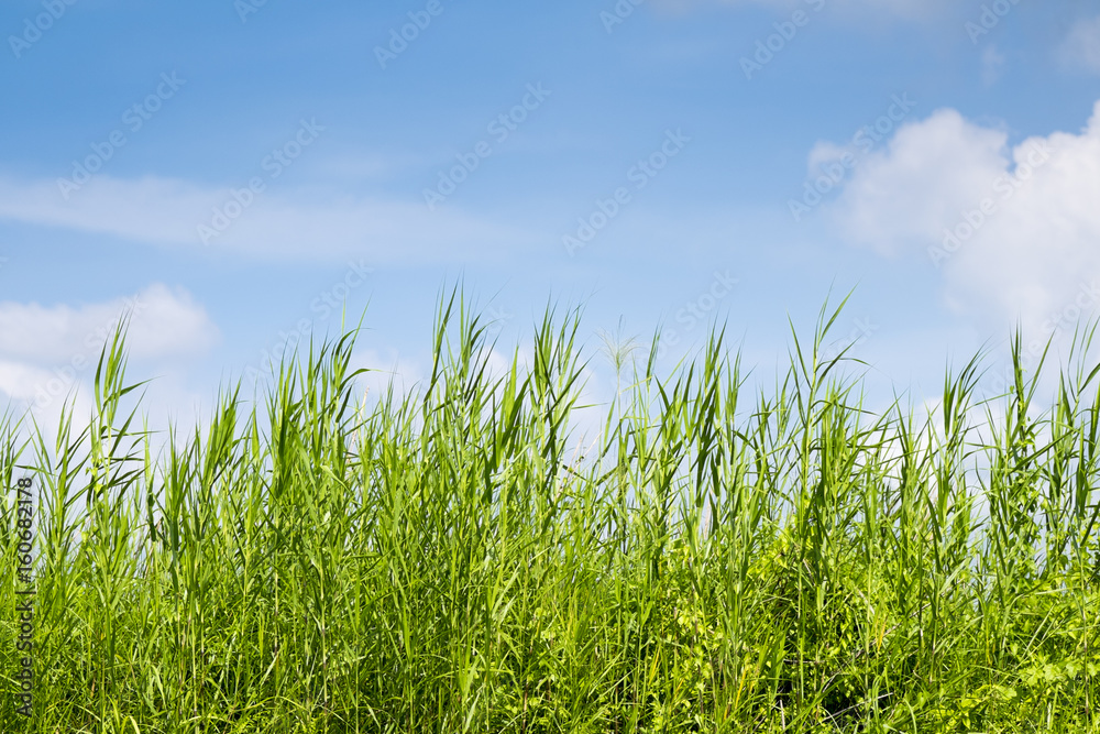 Green grass and blue sky