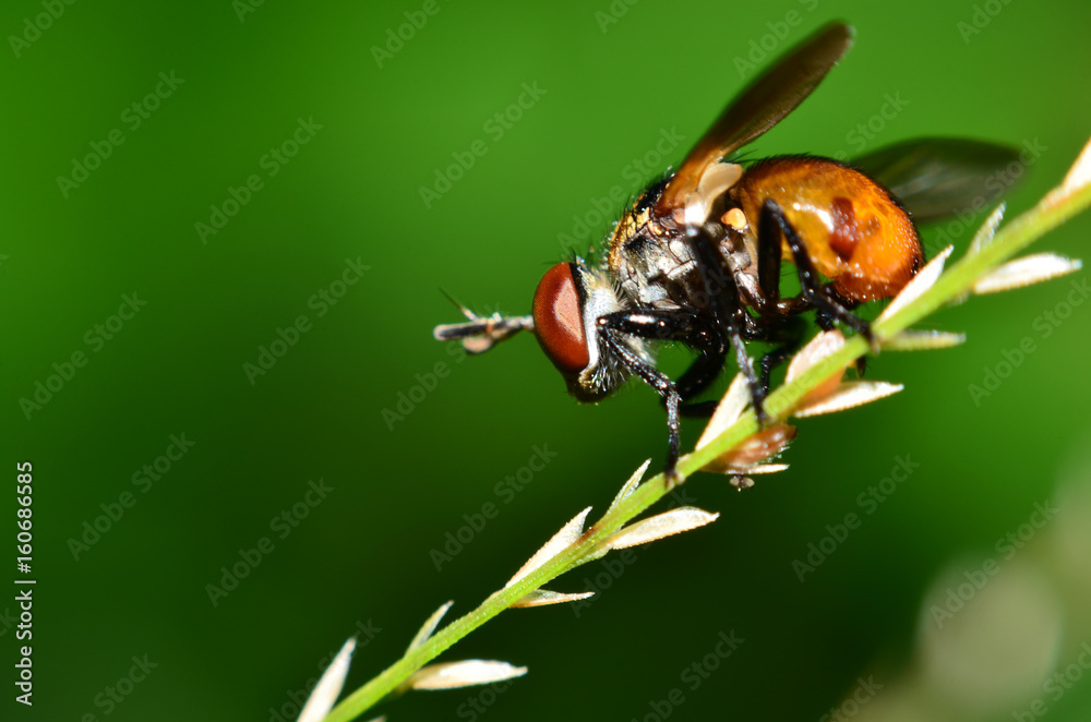 The fly in the field