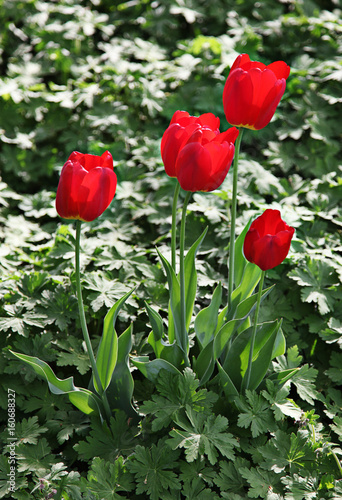 Beautiful spring tulip flowers in coloful garden