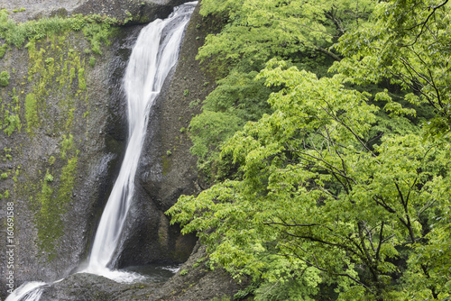 新緑の袋田の滝