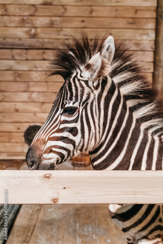 zebra in stable