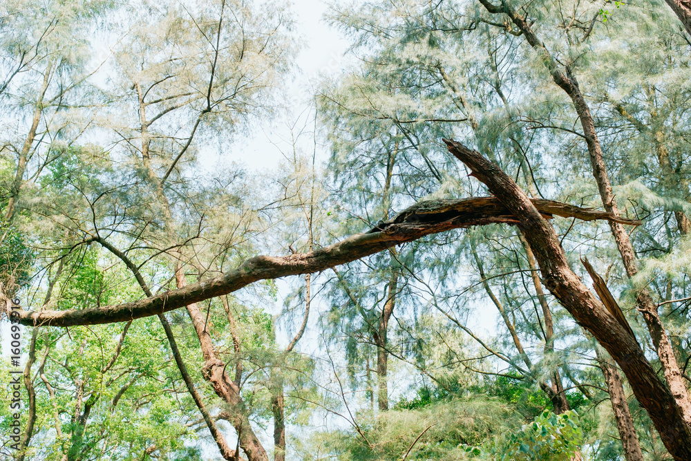 Fototapeta premium break off tree truck in forest
