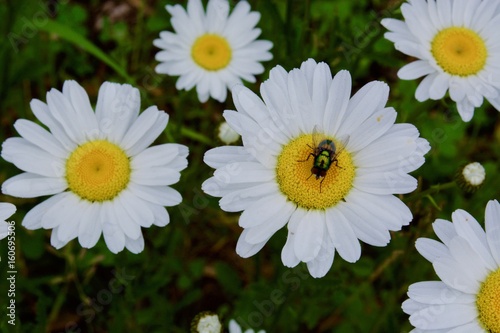 A lot of camomile with green leaves and green fly