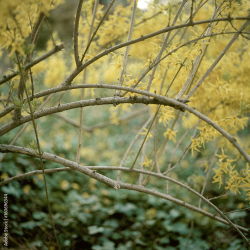 Yellow flowers