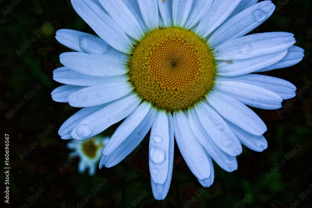 Fototapeta premium One camomile black background with water drops