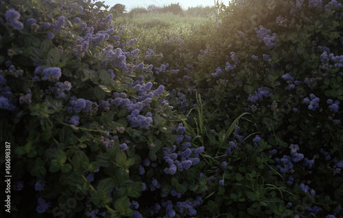 Purple plants with filtered light