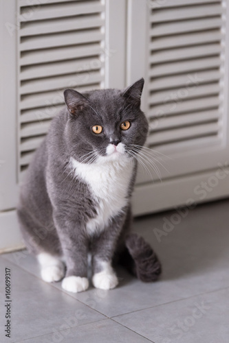 The gray British cat