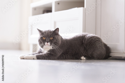 The gray British cat