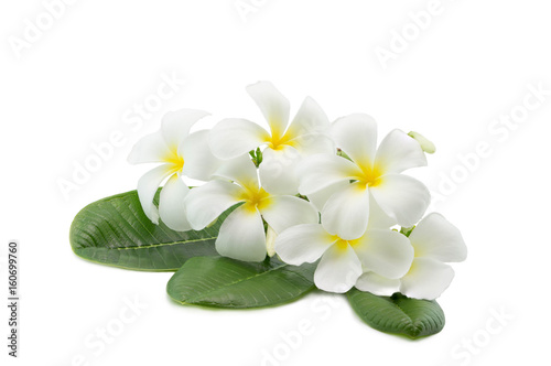 Tropical flowers frangipani plumeria isolated on white with clipping path © kpboonjit