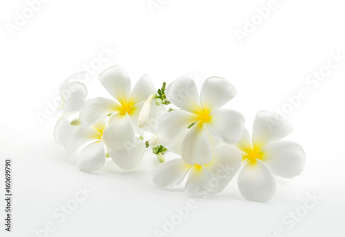 Tropical flowers frangipani plumeria isolated on white with clipping path