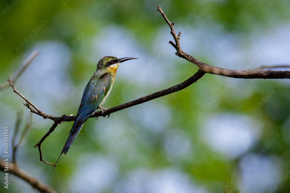 Image of bird on the branch on natural background. Wild Animals. Chestnut-headed Bee-eater (Merops leschenaulti) Image of bird on the branch on natural background. Wild Animals. Chestnut-headed Bee-eater (Merops leschenaulti)