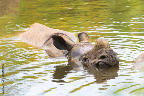 Indian rhinoceros, Rhinoceros unicornis, in the water © Pascale Gueret
