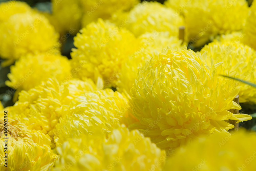 marigold flower or calendula flower in beautiful garden marigold flower or calendula flower in beautiful garden