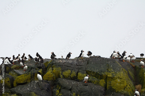 Atlantic puffins, Craigleith Island, Scotland photo