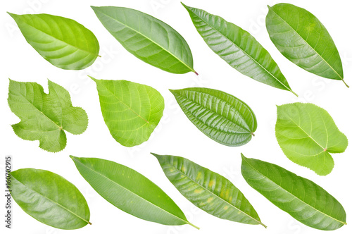 collection of green leaf © wiboon