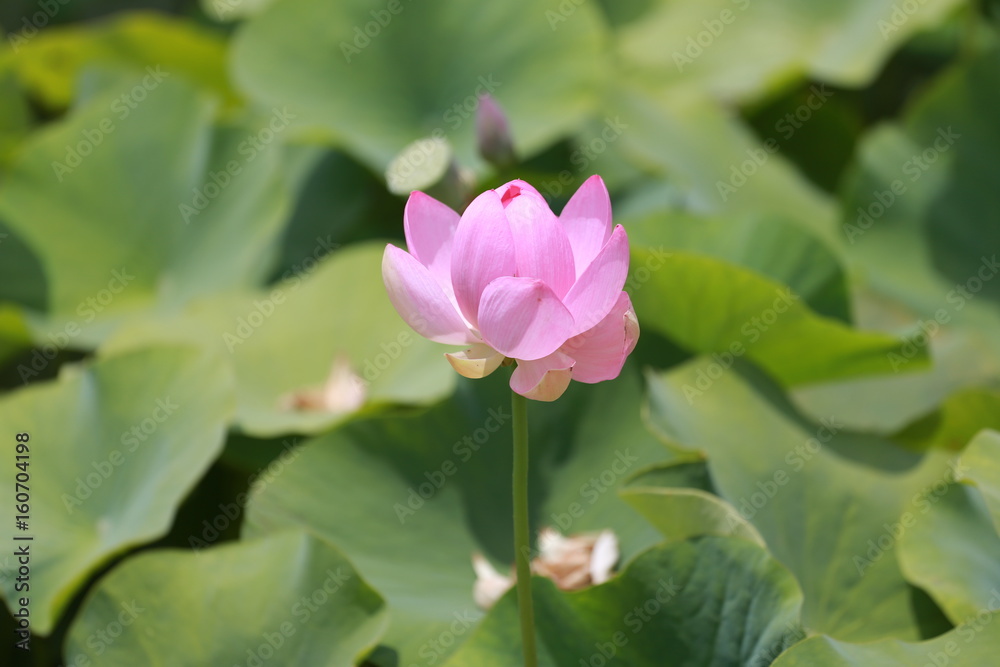 ピンク色の蓮の花 ピンク色の蓮の花
