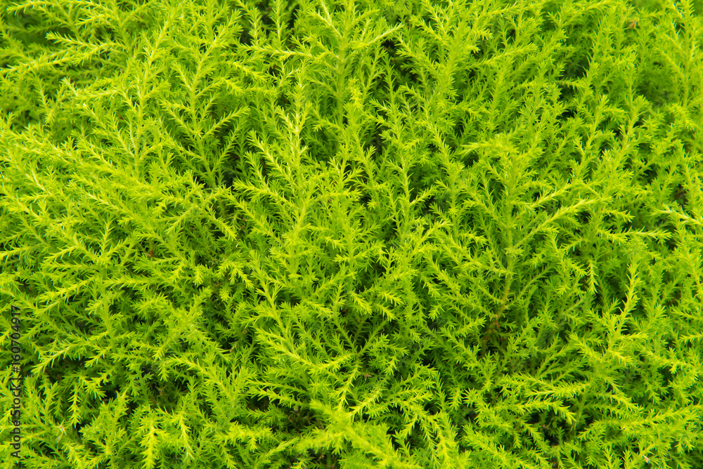 green leaf in agricultural farm for background green leaf in agricultural farm for background