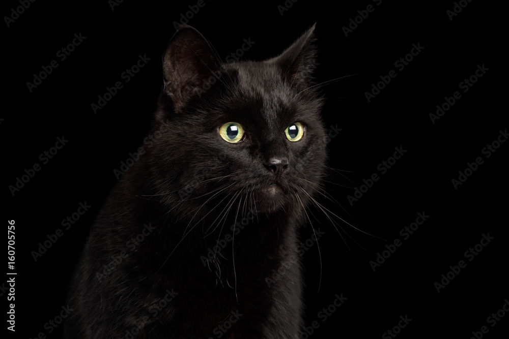 Portrait of Curious Black Cat with Alert face on Isolated Dark Background, front view