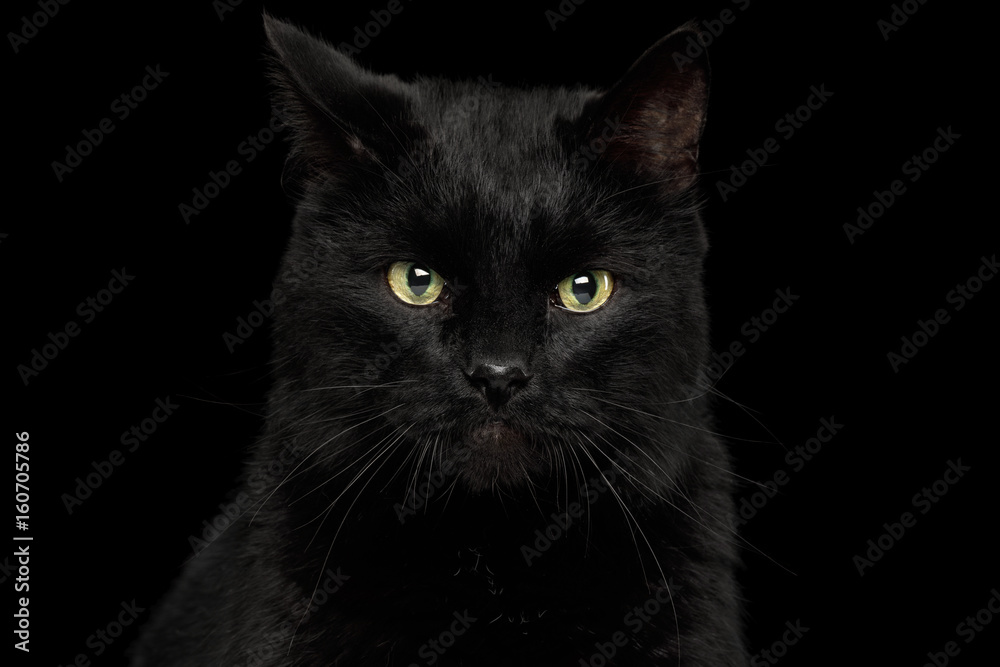 Portrait of Curious Black Cat with annoyed face on Isolated Dark Background, front view