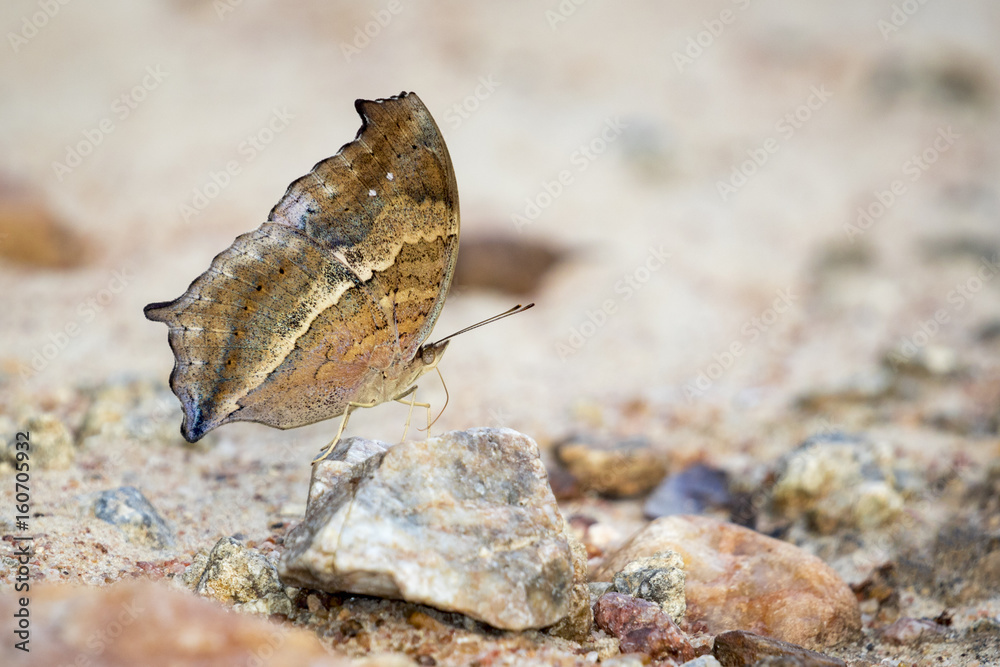 Fototapeta premium Image of a butterfly on nature background. Insect Animal (Lurcher.,Yoma sabina vasuki Doherty)