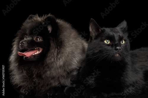Fototapeta Naklejka Na Ścianę i Meble -  Furry Pomeranian Spitz Dog Together with Cat Curious Looking at side Isolated Black Background, front view