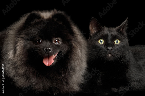 Fototapeta Naklejka Na Ścianę i Meble -  Furry Pomeranian Spitz Dog Together with Cat Curious Looking in Camera Isolated Black Background, front view