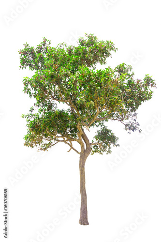 isolated tree on white background tree object  tree on white background
