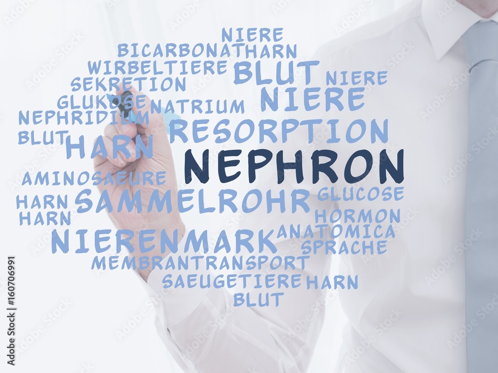 Nephron