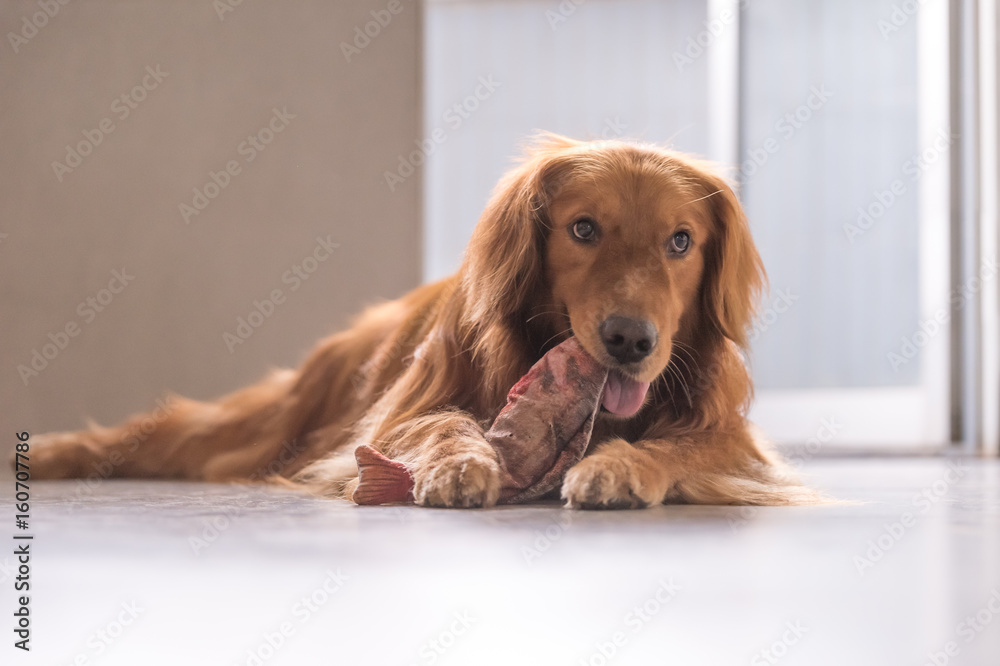 The Golden Retriever in playing with toys