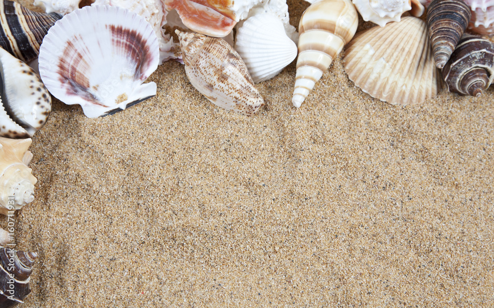 Nice sea shells on the sandy beach taken closeup, Shell border or frame Nice sea shells on the sandy beach taken closeup, Shell border or frame