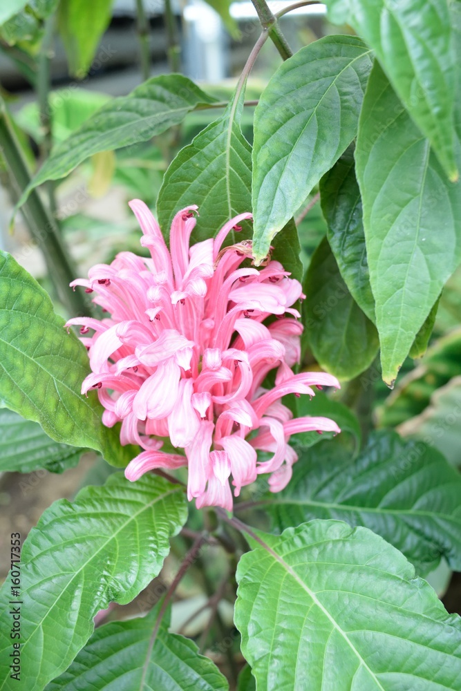 Fototapeta premium 熱帯植物 サンゴバナ 