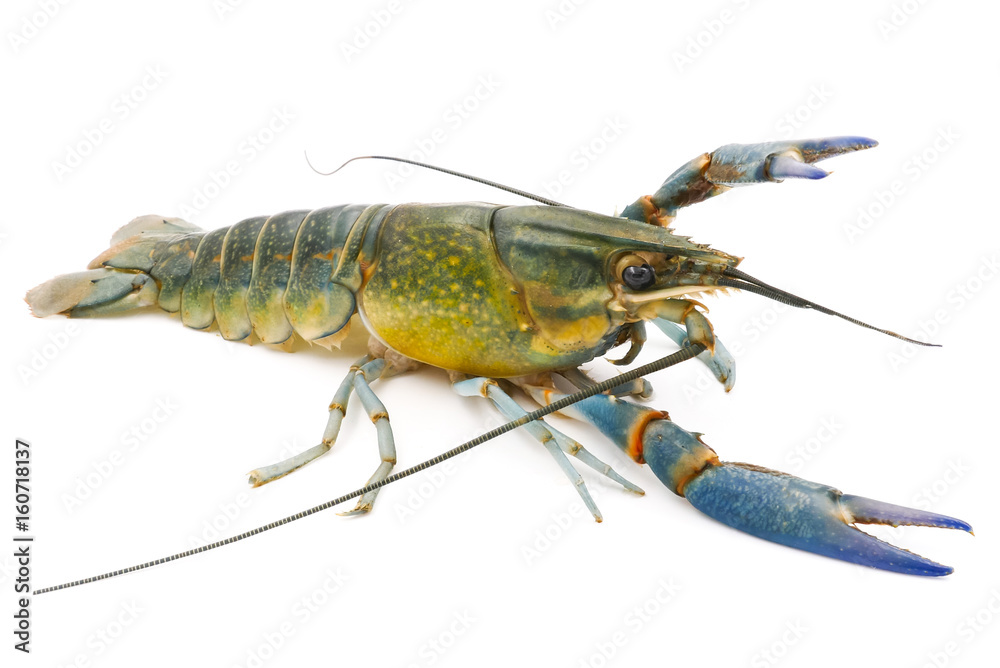 Crayfish or Freshwater lobster on a white background. Crayfish or Freshwater lobster on a white background.